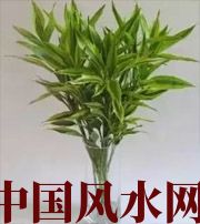 汕头十二生肖养什么植物最旺财运？你知道吗！